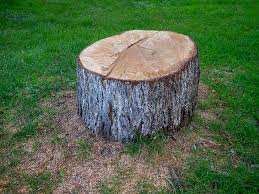 Trusted Powell, WY Tree Care Experts