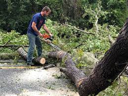 Professional Tree Care in Powell, WY