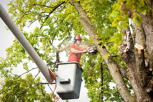 Best Firewood Processing and Delivery  in Powell, WY