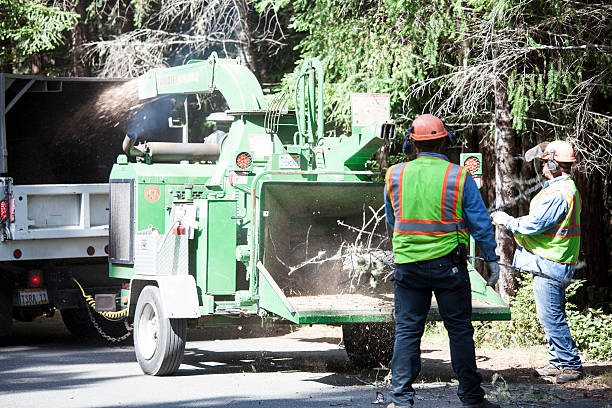 Best Emergency Tree Removal  in Powell, WY